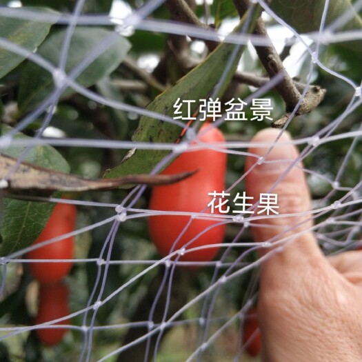仁寿县金弹子品种 特大晚熟花生果 嫁接苗 批发带盆带土包邮