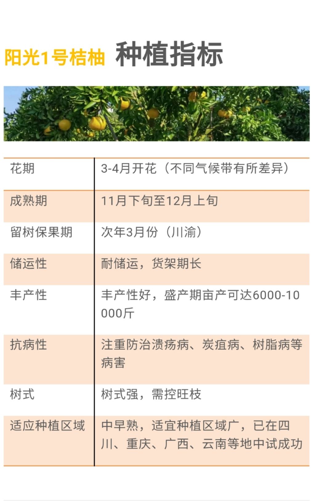 桔柚苗  阳光桔柚嫁接枝条
