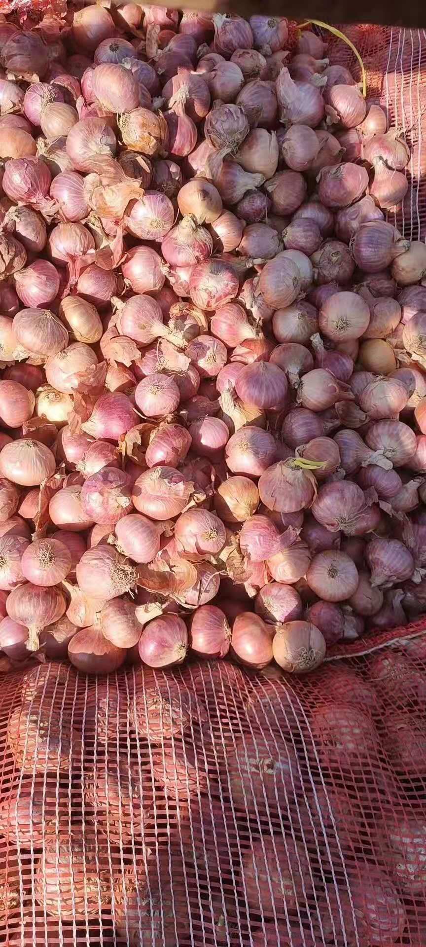  缅甸洋葱，黄皮洋葱，大量供应，价格优惠