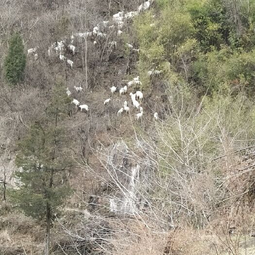 白河县白山羊 80-110斤 