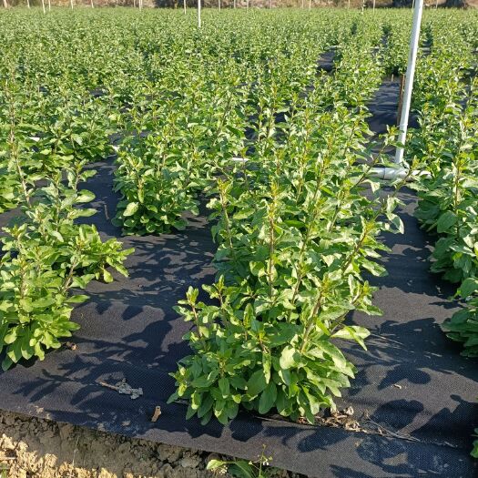 阳山县枸杞芽  山泉水种植枸杞叶，枸杞菜，大批量批发。
