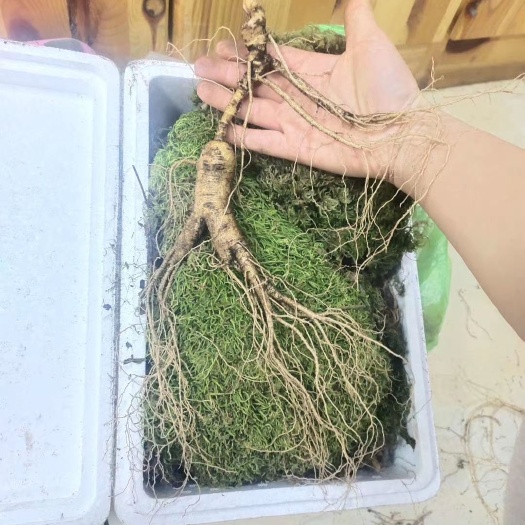 长白山鲜林下参，籽货年头足，参形有灵气，药用价值