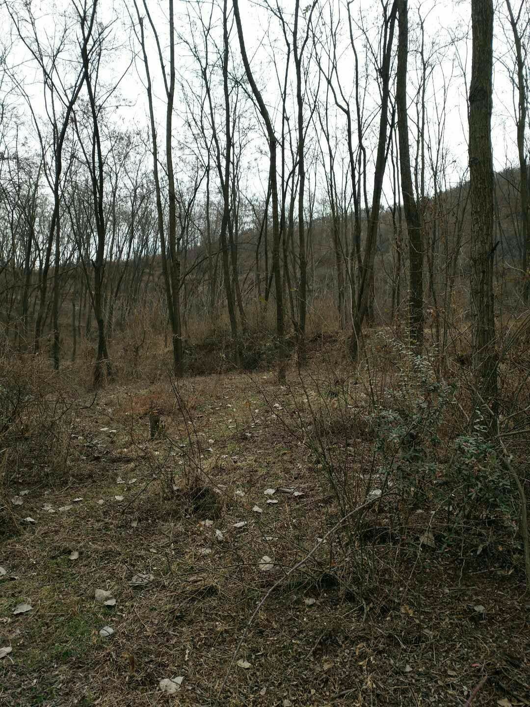 本村2000亩荒地大量出租