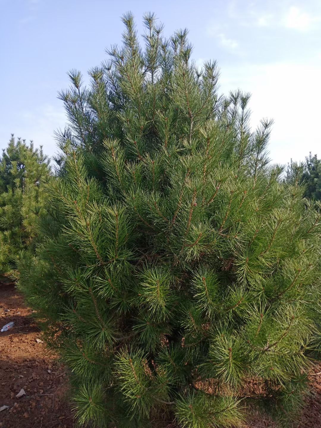 精品白皮松，陕西白皮松，白皮松批发