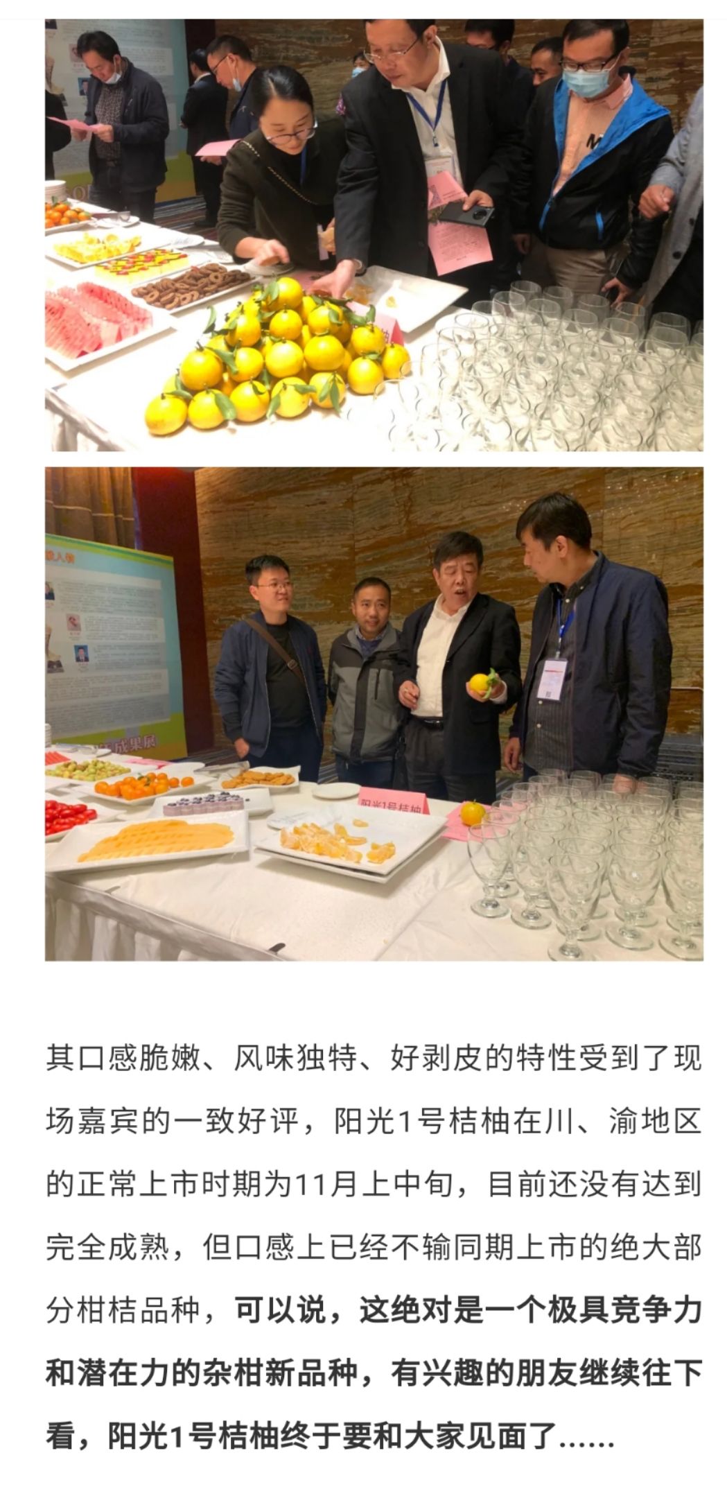 桔柚苗  阳光桔柚嫁接枝条