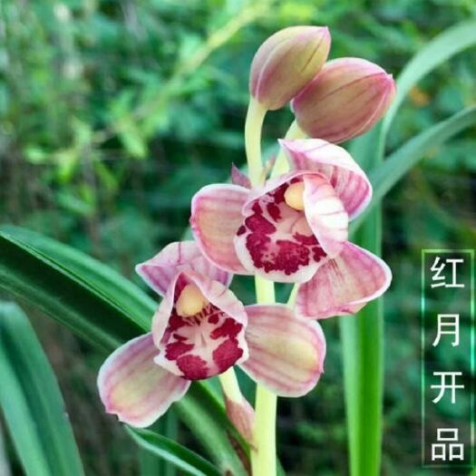 平原县 兰花建兰荷瓣色花香型《红月》