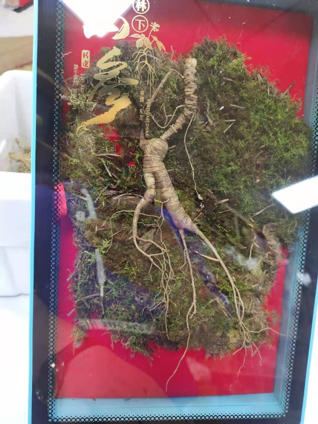 长白山鲜林下参，籽货年头足，参形有灵气，价值