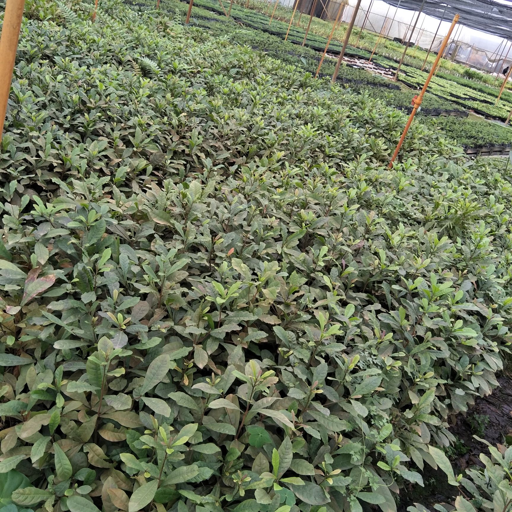 蜜桃苗  水蒲桃苗绿化果树苗