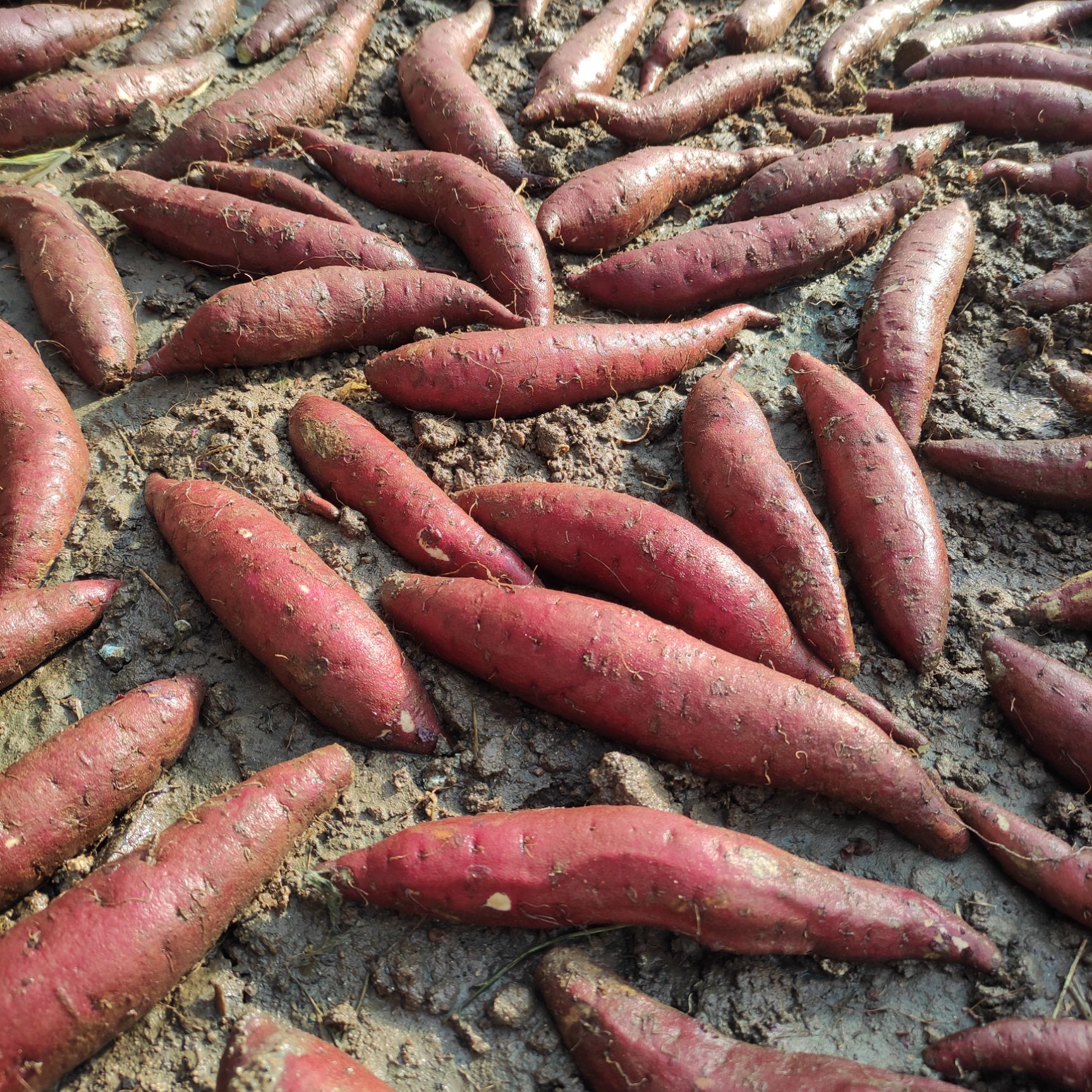 红薯种  玛莎莉脱毒红薯苗、丝滑红薯苗、蜜薯玛莎莉 玛莎莉