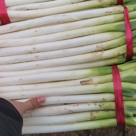 新野县铁杆大葱 毛葱
