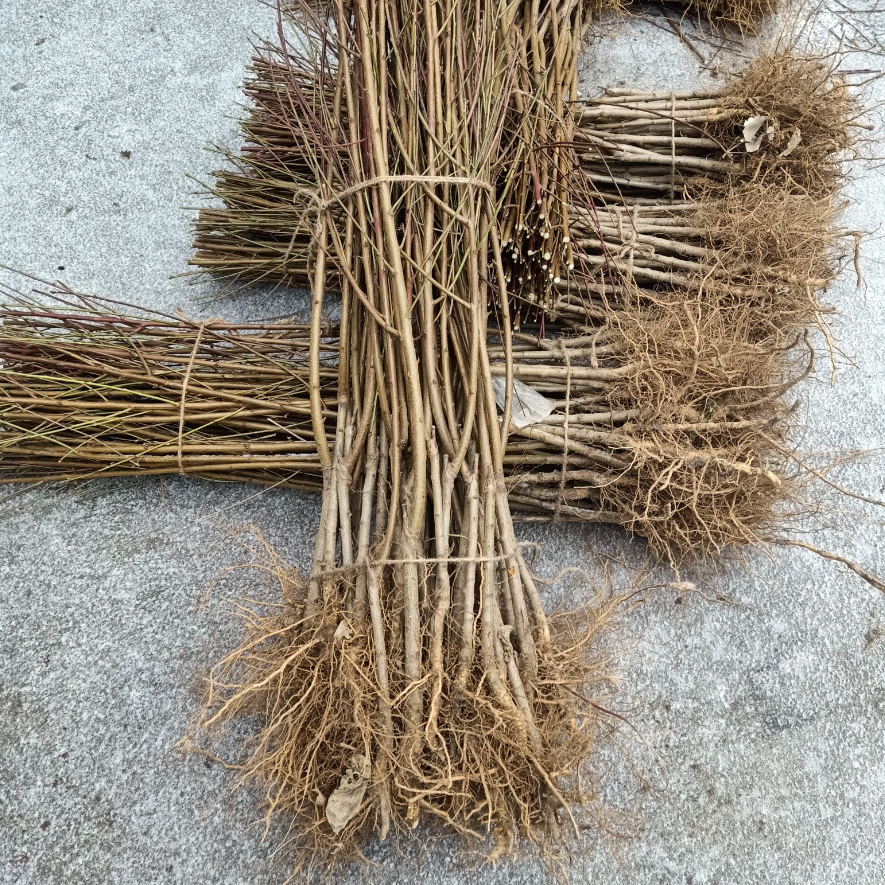 黄金蟠桃树苗 0.8公分以上 