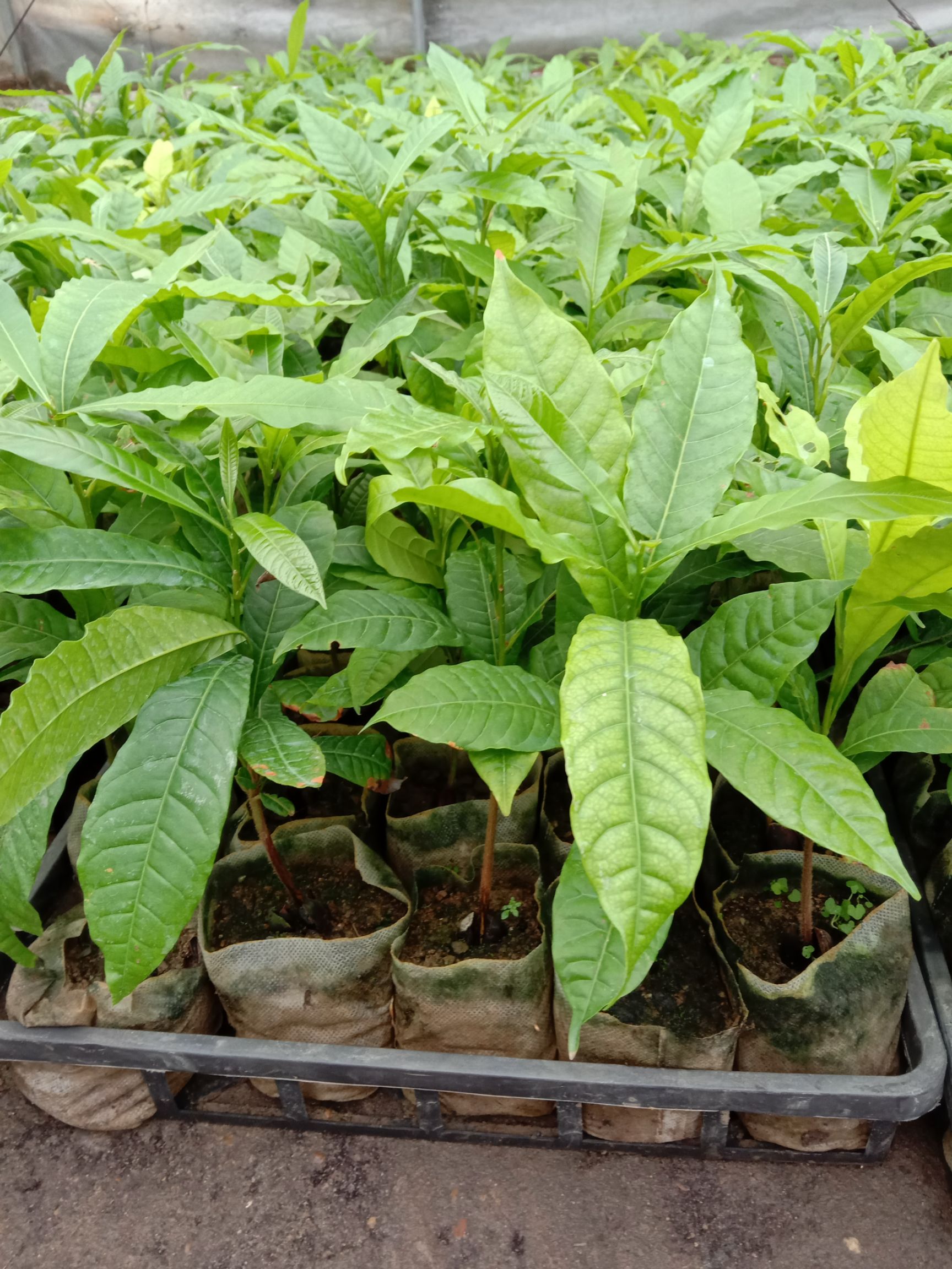 苗圃批发黄晶果苗南方庭院