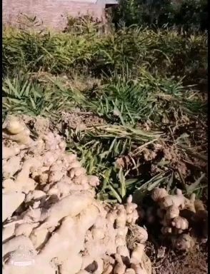 平和县 福建平和生姜，新鲜生姜。姜种