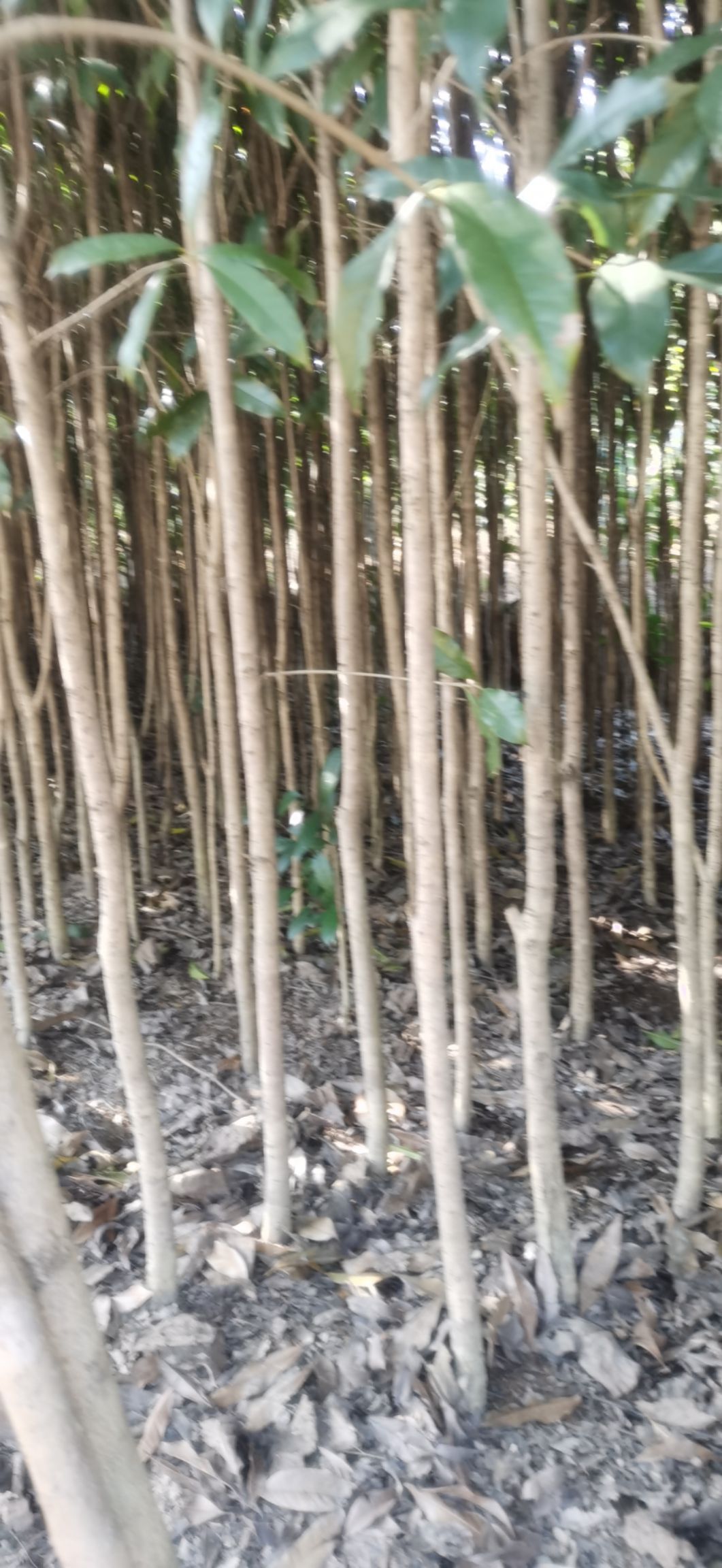 桂花树苗  桂花苗（丹桂）低价出售