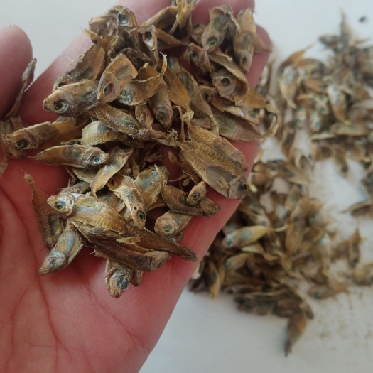 海兴县饲料鱼干 鱼粉