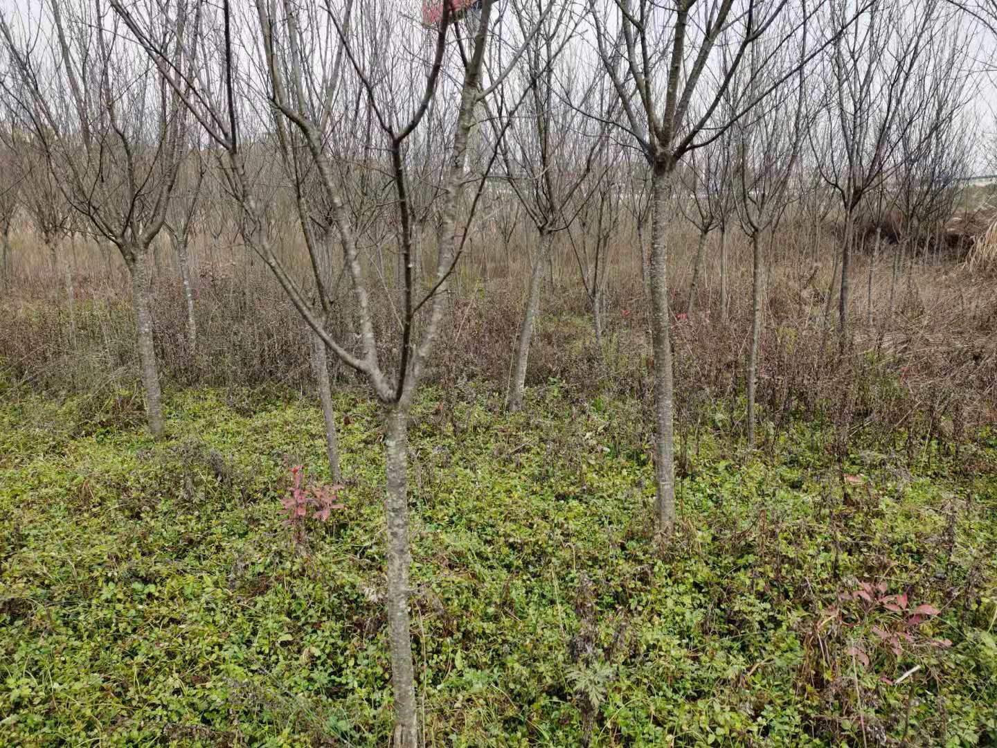 本村2000亩荒地大量出租