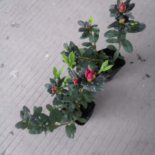成都西洋杜鹃，比利时杜鹃，13杯大量销售，高度15-20cm.