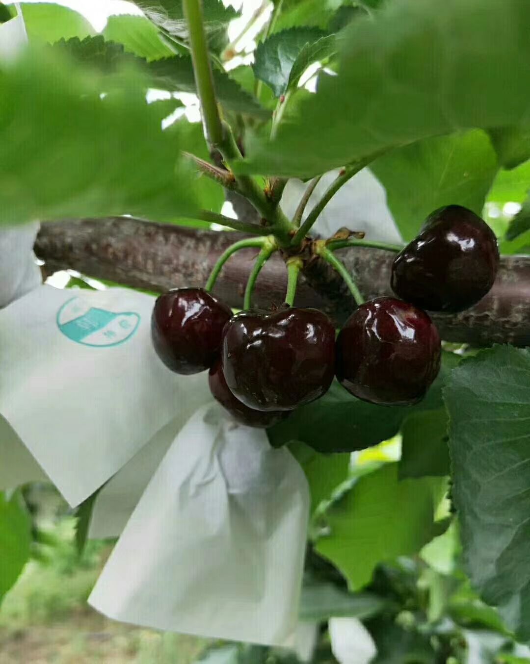 黑珍珠樱桃  汉源车厘子，自家种植，个头大，甜度高，