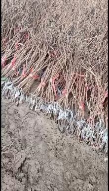 夏黑葡萄苗 嫁接苗 裸根苗 