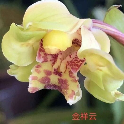 平原县蕙兰 兰花惠兰老种浓香型《金祥云》