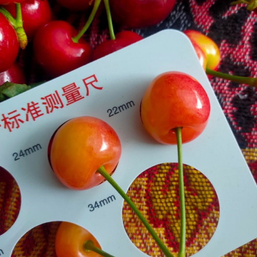 汉源县黄蜜樱桃  汉源套袋黄蜜，黄水晶，冰库