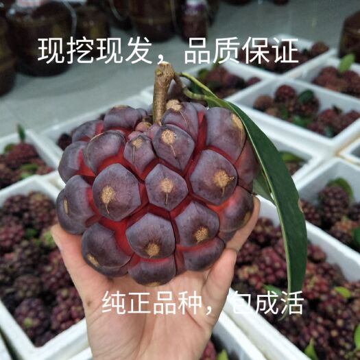 通道县粉红黑老虎苗  布福娜苗 改良品种  果甜核小  露天培育耐