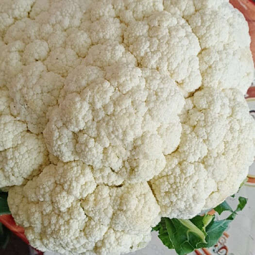 惠州白面青梗松花菜 有机菜花，青梗白面，量大，代发全国