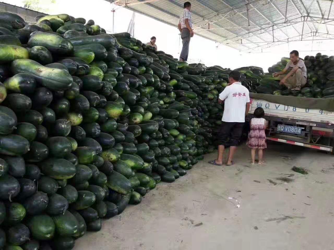 黑皮冬瓜_基地直供_货源充足-保证质量