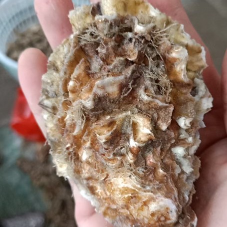 本地生蚝，肉质鲜美多汁营养，欢迎大家来洽谈合作