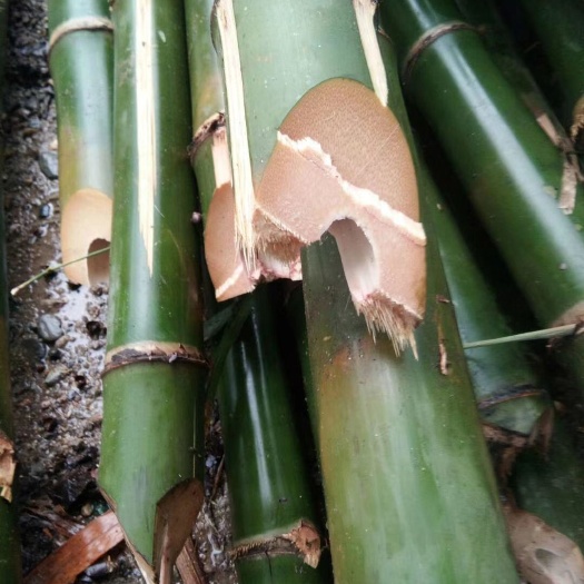 芒市观音竹 竹子
