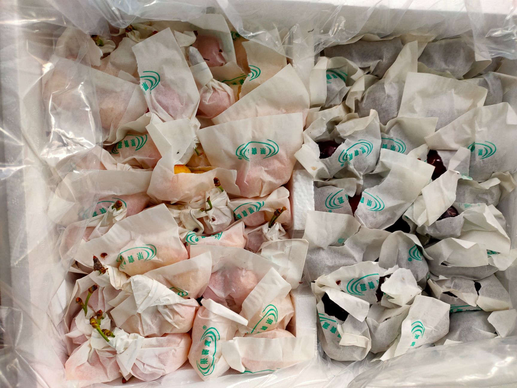 黄蜜樱桃  汉源套袋黄蜜，黄水晶，冰库