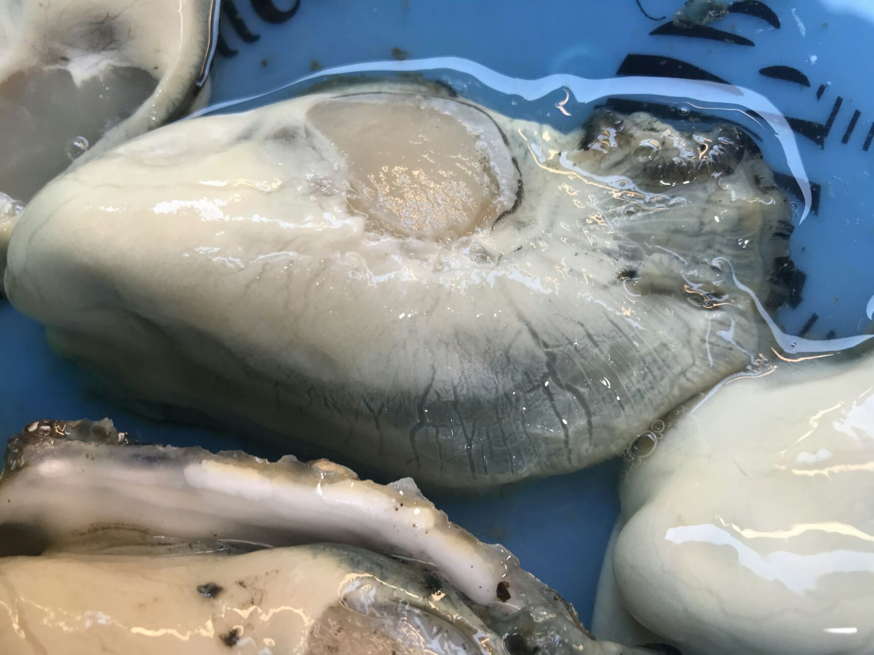 牡蛎  长海县原浆蛎肉批发