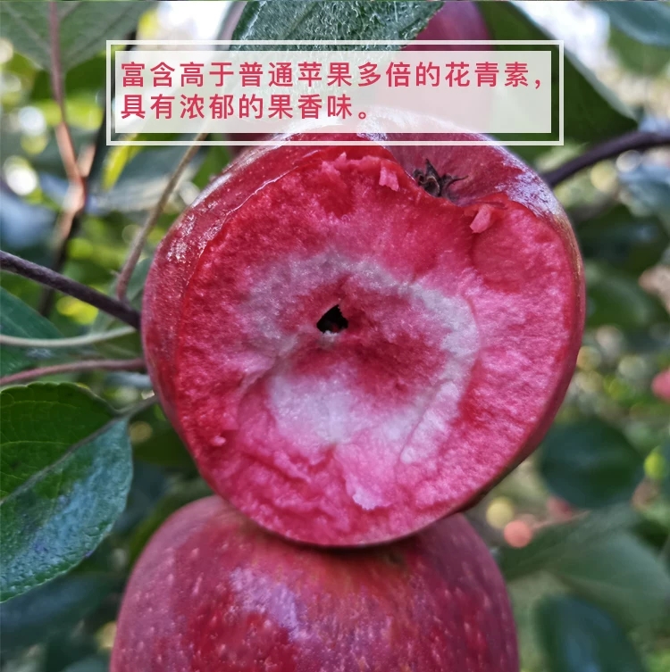 红肉苹果树苗  新品种红肉苹果苗当年结果红色之爱苹果树苗南北种植红心苹果树