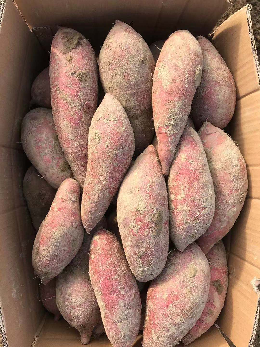 黄心红薯 湖北大叶