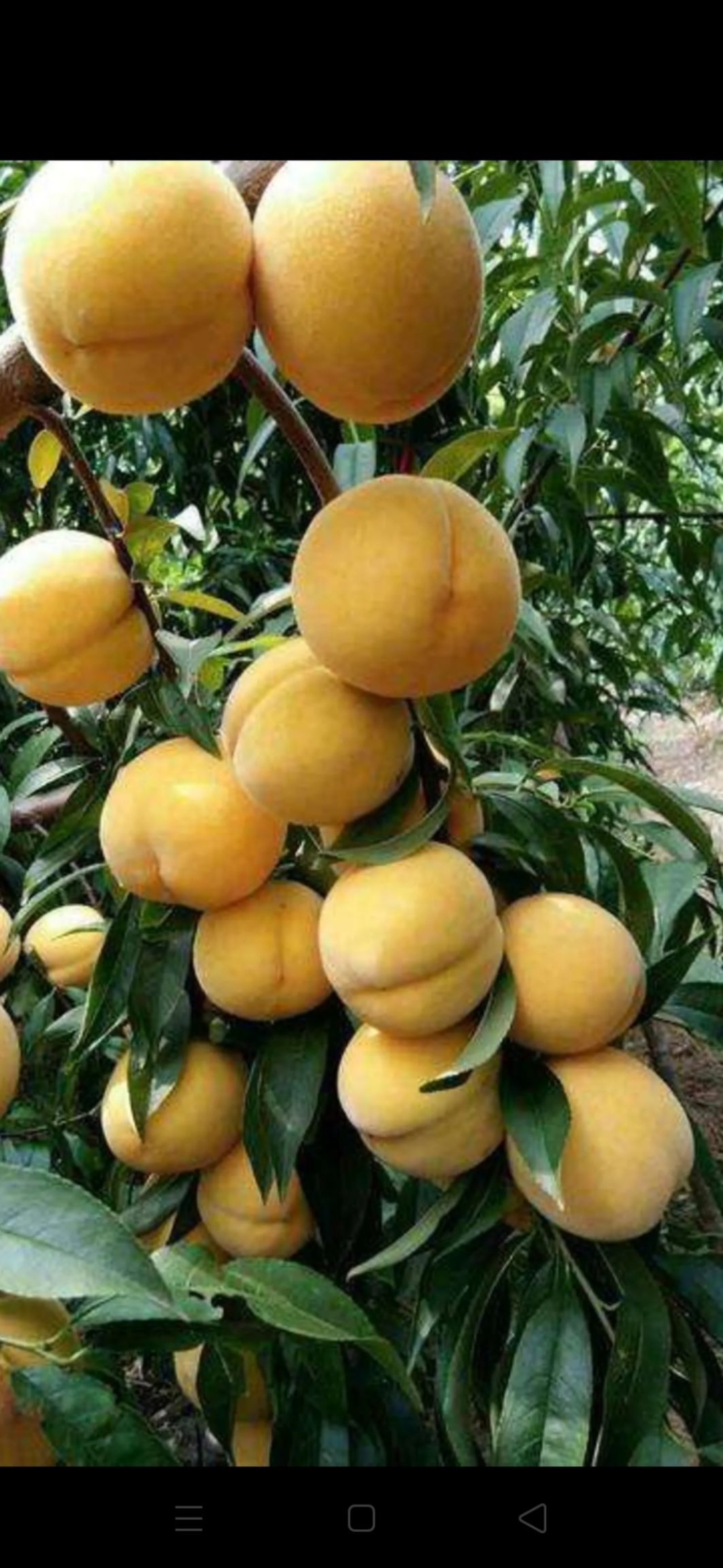 黄桃树苗 0.8公分以上 