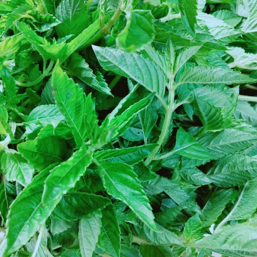 广州新鲜仙草 凉粉草 仙人草 绿凉粉原料当天采摘当天发出