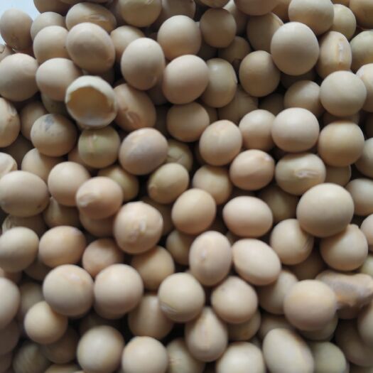 鄂伦春旗北豆40号大豆 生大豆 2等品