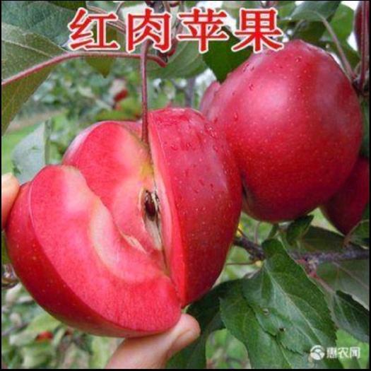 红肉苹果树苗  新品种红肉苹果苗当年结果红色之爱苹果树苗南北种植红心苹果树