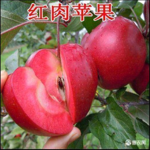 平邑县红肉苹果树苗  新品种红肉苹果苗当年结果红色之爱苹果树苗南北种植红心苹果树