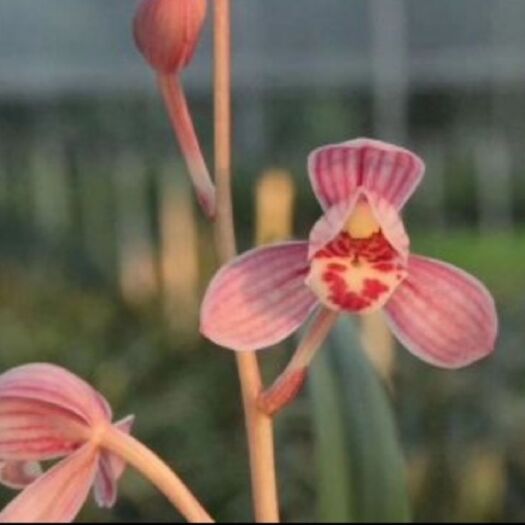 平原县 兰花建兰荷瓣色花香型《东方红荷》