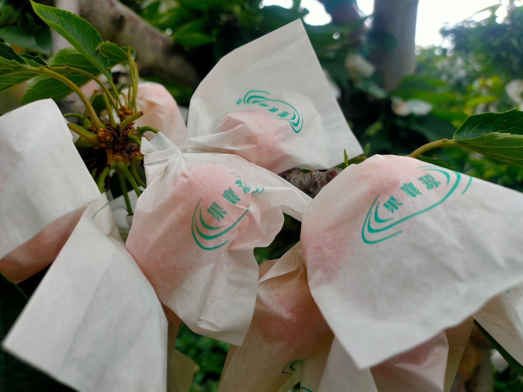 黄蜜樱桃  汉源套袋黄蜜，黄水晶，冰库