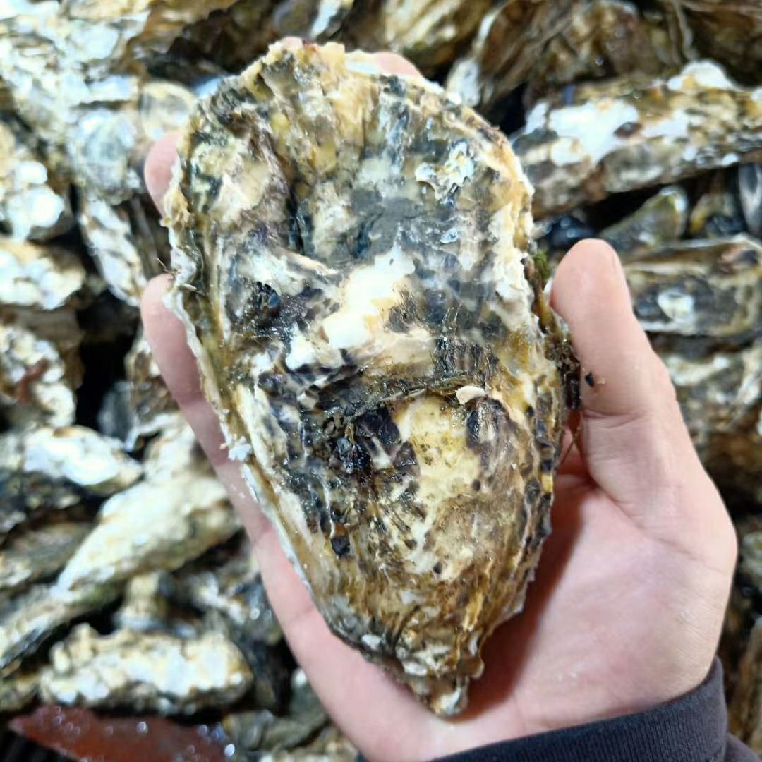 本地生蚝，肉质鲜美多汁营养，欢迎大家来洽谈合作