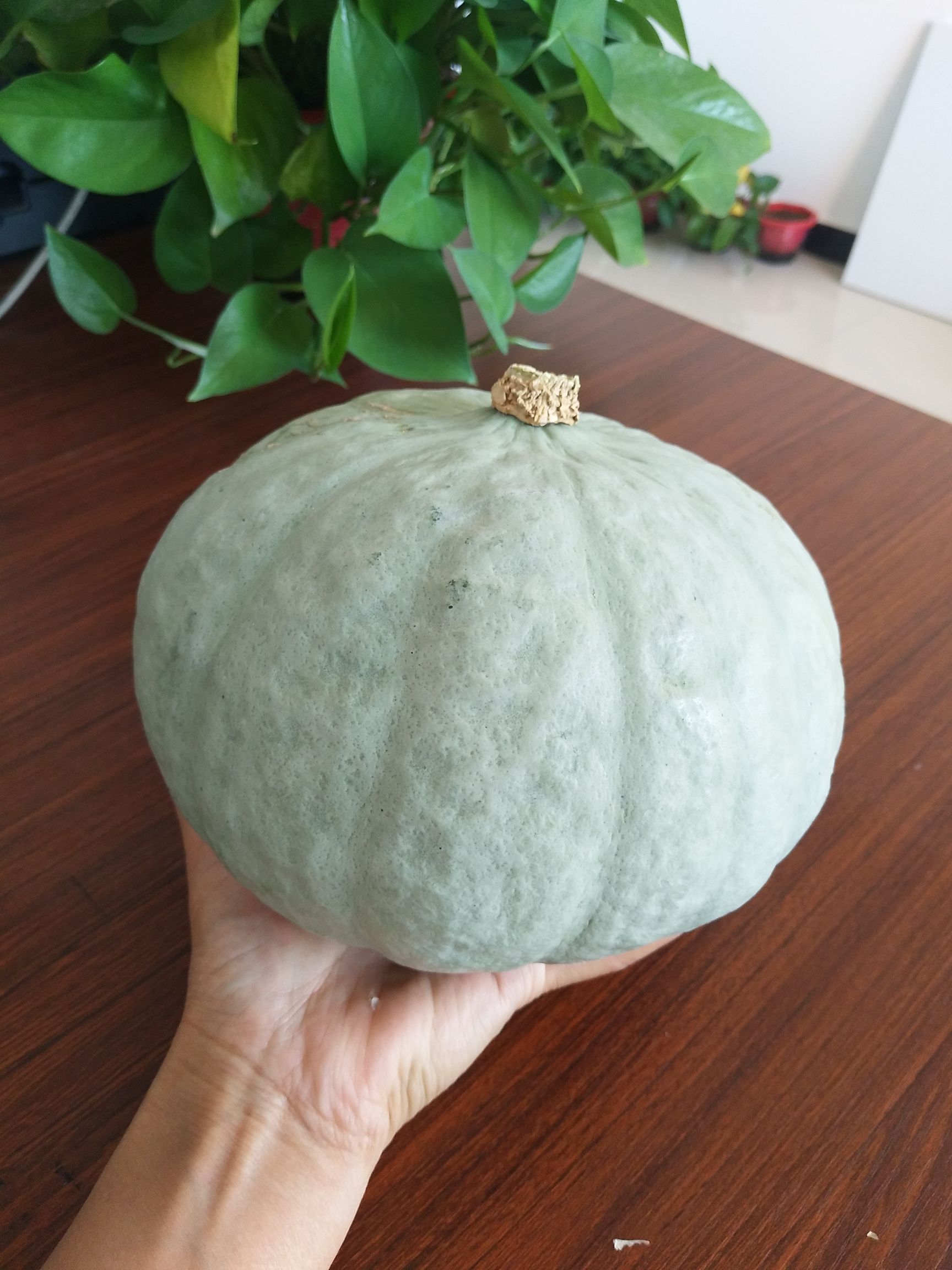 银栗南瓜种子  银冠，银栗南瓜新品种，品相好，早熟、产量高、口感超级粉面甜