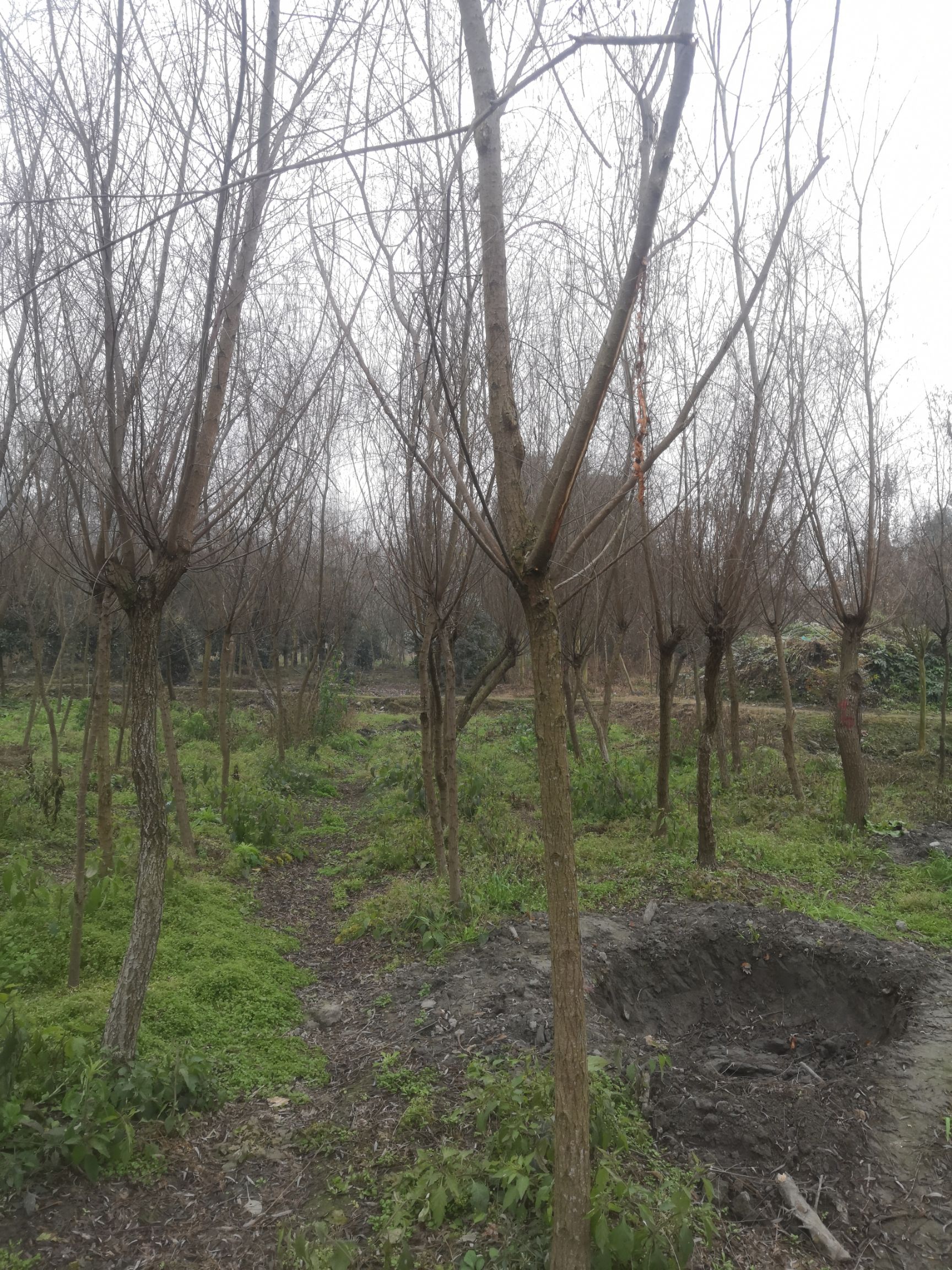 垂柳出售 柳树批发6-8cm 垂柳销售