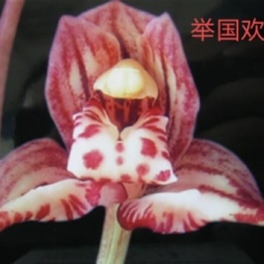 平原县 兰花建兰铭品色花香型《举国欢庆》