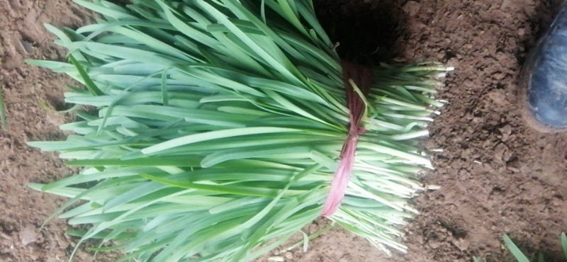 精品头刀韭菜大量上市中，色泽好，无干尖，一手货源，欢迎订购