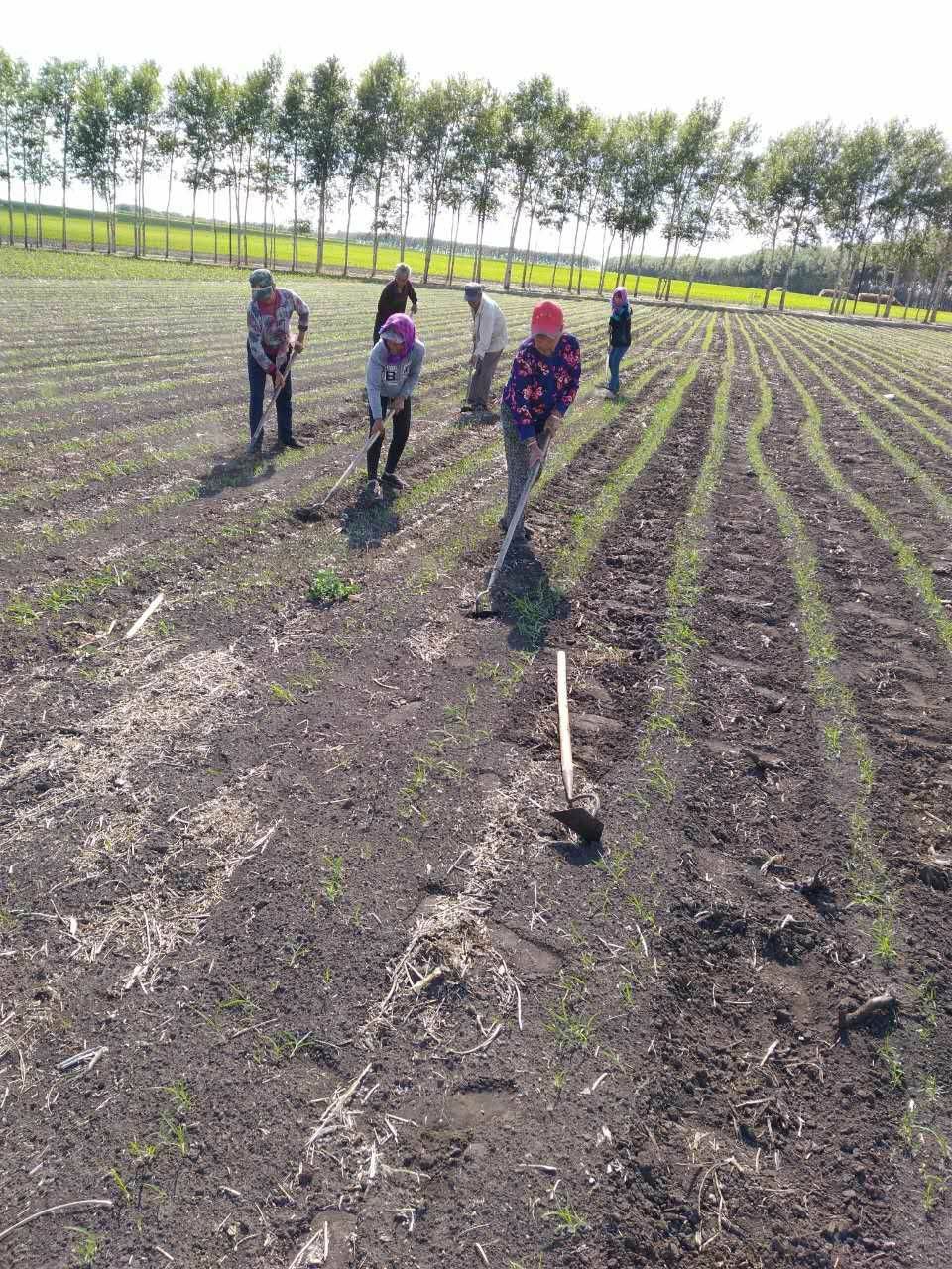  20年新米纯绿色有机富硒小米.适合老人.孩子月子口感香糯可口