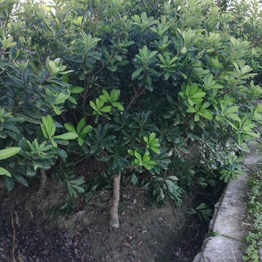 靖州县大黑炭杨梅树苗 鸟梅，东魁台梅3一5公分杨梅树