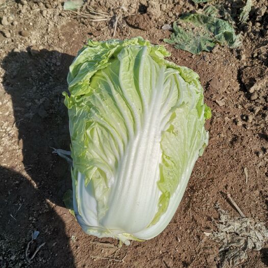 唐河县白菜2
