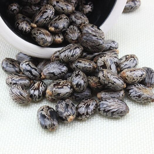 蓖麻籽 蓖麻子  黑蓖麻籽  棕蓖麻籽 药用